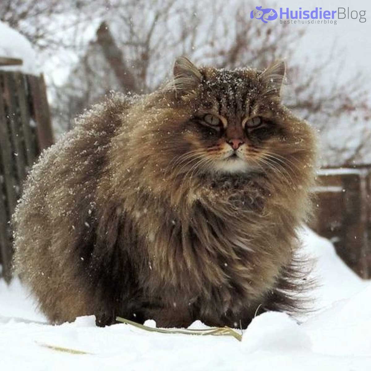 Siberische Kat