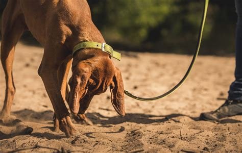 De invloed van honden halsbanden op het gedrag van je huisdier