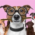 De opkomst van slimme honden halsbanden: technologie in dienst van de viervoeter