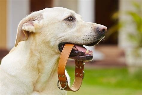 De 10 beste honden halsbanden van 2024