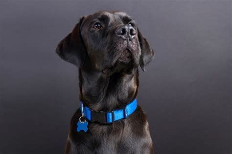 Hoe kies je een honden halsband die past bij de persoonlijkheid van je hond?