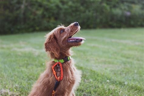 Honden halsbanden en wetgeving: wat zijn de verplichtingen van hondeneigenaars?